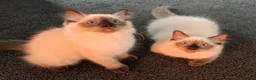 Ragdoll cats for sale: 🏆 GCCF CHAMP PEDIGREE RAGDOLL KITTENS  - Advert 6