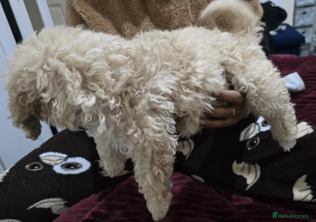 Miniature Poodle dogs for sale: Male miniature poodle 9wks old - Advert 5