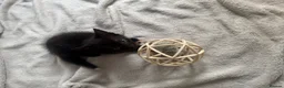 Mixed Breed cats for sale: 4 playful kittens ready for their new home - Advert 15