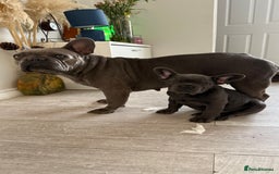 French Bulldog dogs for sale: French Bulldog 10 weeks puppies - Image 4