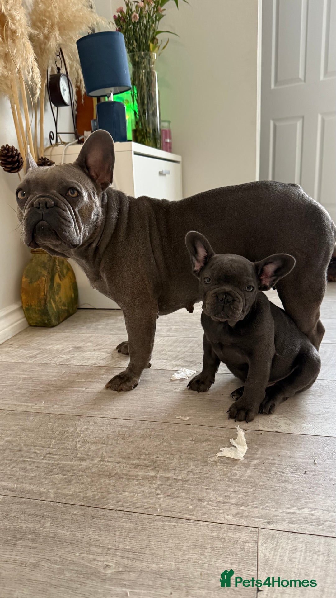 French Bulldog dogs for sale: French Bulldog 10 weeks puppies - Image 4