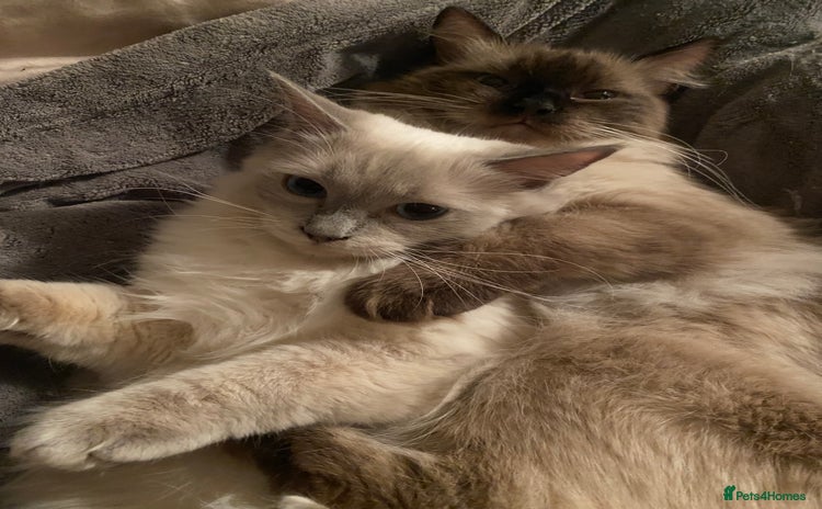 Ragdoll cats - Advert 7