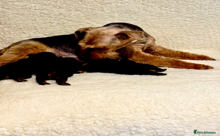 Welsh Terrier dogs - Advert 1