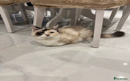 Ragdoll cats for sale: Beautiful ragdoll kittens  - Image 11