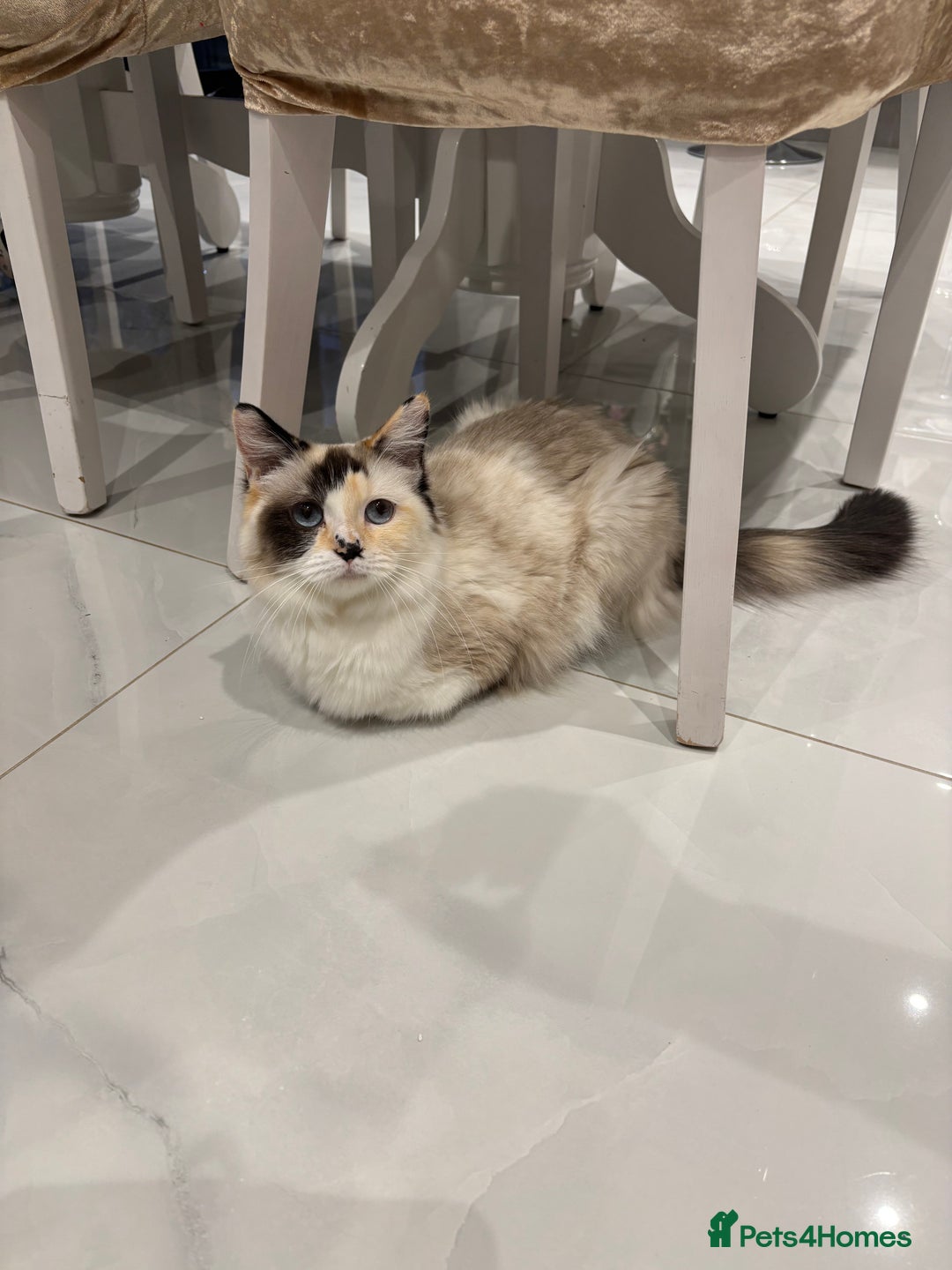 Ragdoll cats for sale: Beautiful ragdoll kittens  - Image 11
