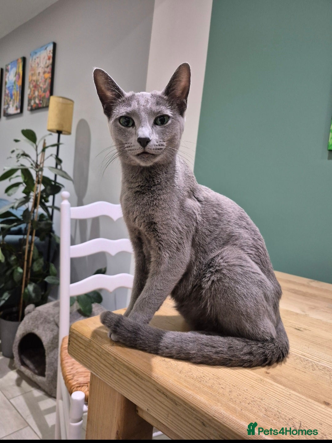 Russian Blue cats for sale: 4 Russian Blue Kittens - Advert 5