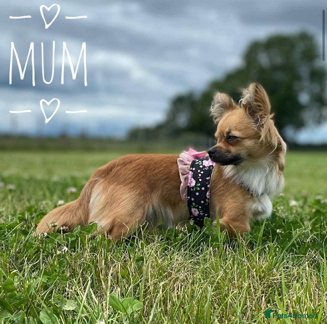 Chihuahua dogs for sale: Merle Chihuahua Puppies Longhaired Apple-head - Advert 17