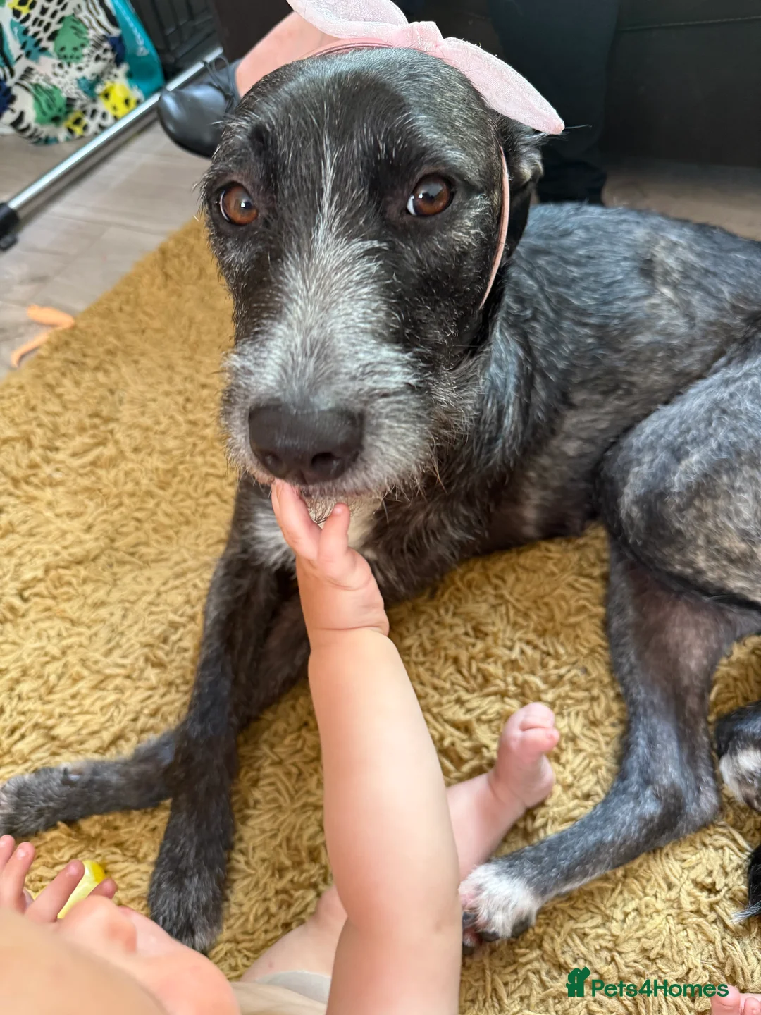 Mixed Breed dogs for sale: Bull lurcher cross puppies - Advert 1