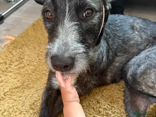 Mixed Breed dogs Bull lurcher cross puppies - Advert 1