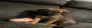 Border Terrier 3