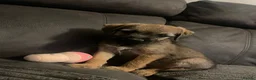 Border Terrier dogs for sale: Border Terrier Puppies (KC Registered)  in Pontypool - Advert 2