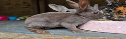 Rex rabbits for sale: Mini Rex and DwarfxRex - Advert 8