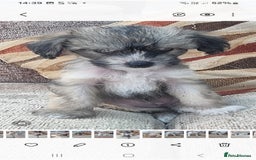 Chinese Crested dogs for sale: 5 beautiful Chinese crested puffs 3 girls 2 boys - Image 21
