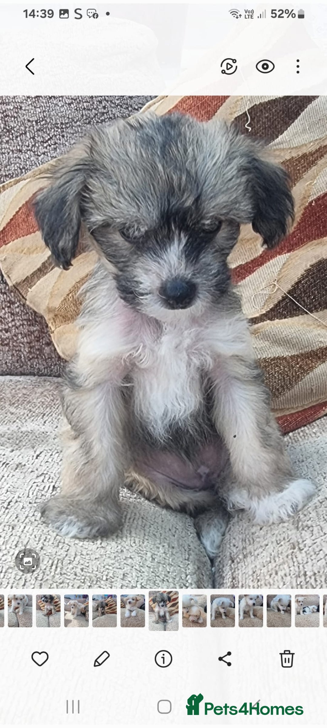 Chinese Crested dogs for sale: 5 beautiful Chinese crested puffs 3 girls 2 boys - Image 21