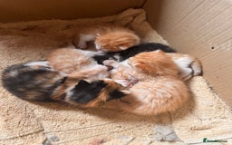 British Longhair cats for sale: 2 beautiful fluffy ginger kittens  - Image 5