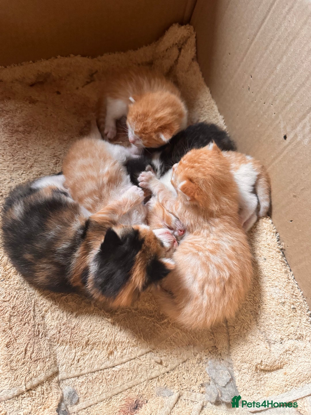 British Longhair cats for sale: 2 beautiful fluffy ginger kittens  - Image 5