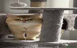 British Shorthair cats for stud: purebred scottish chinchilla straight for stud in London - Image 4