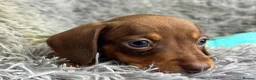 Miniature Dachshund dogs for sale: KC reg, PRA Clear Beautiful Natured Pups - Advert 13