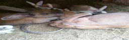 Continental Giant rabbits for sale: PURE Continental Giants - White Eared - Vaccinated - Advert 7