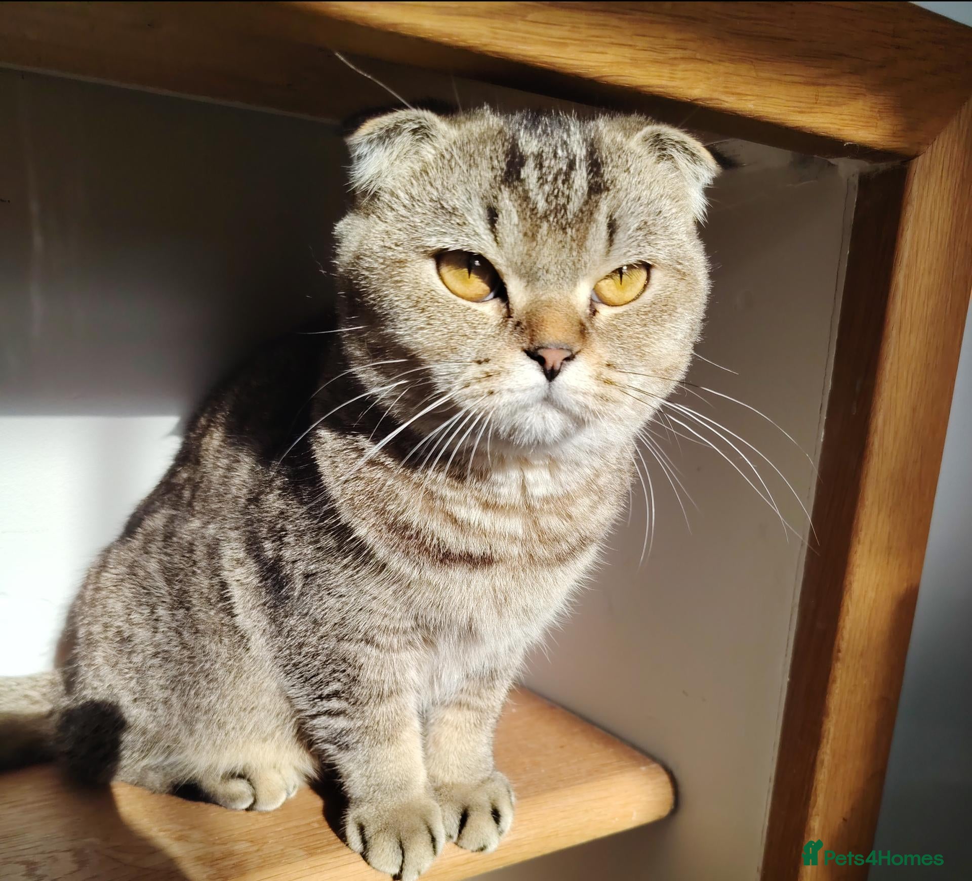 British Shorthair cats British shorthair/Scottish fold kittens  - Advert 18