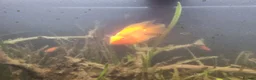 Cichlids fish for sale: Tropical fish - Advert 33