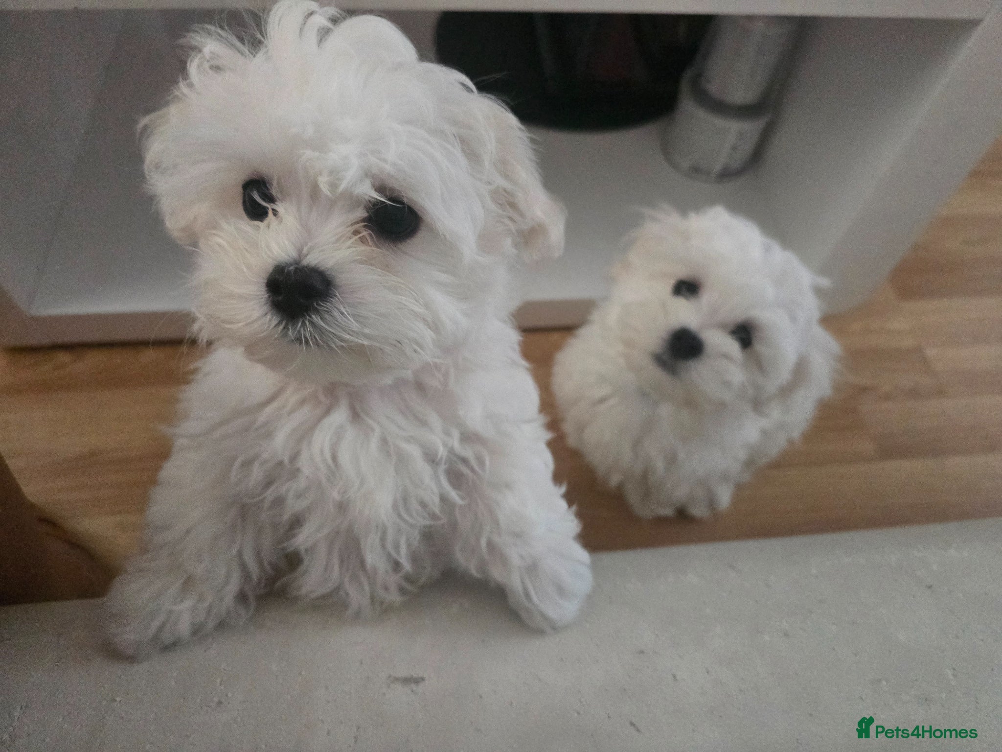 Maltese dogs Adorable Maltese Puppies for Sale - Advert 2
