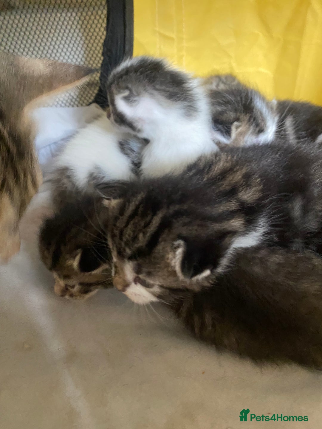 British Shorthair cats for sale: 4 kittens for sale  - Image 12