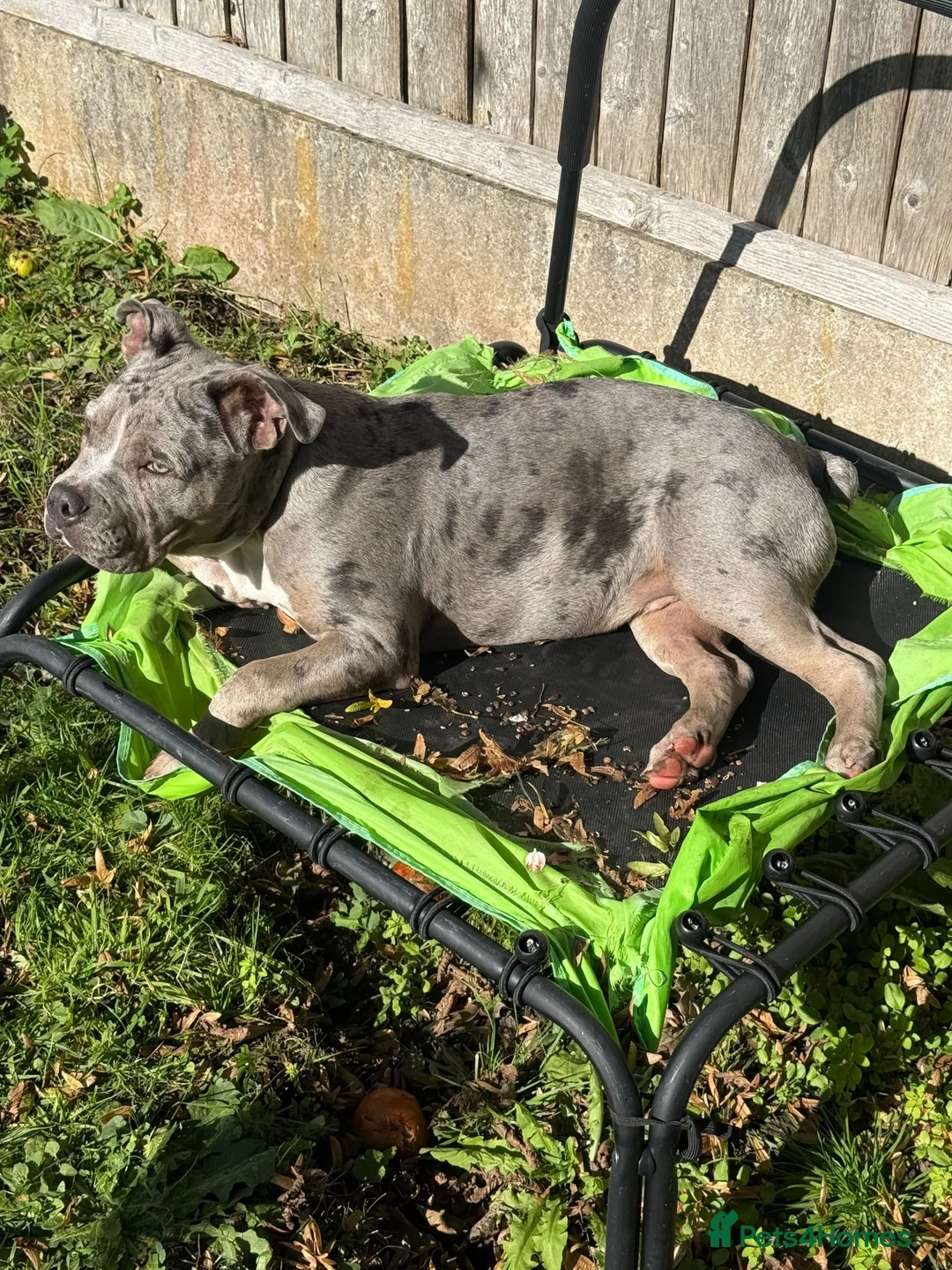 Mixed Breed dogs for sale: Merle staffrench boy 6 month old  in Wolverhampton - Advert 1