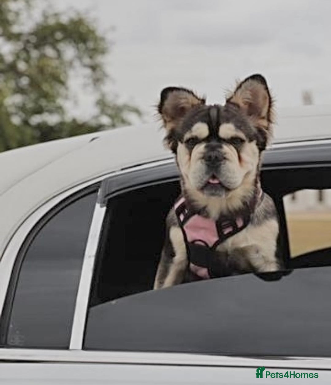 French Bulldog dogs for sale: KC reg+4 panel health+DNA EA Husky Female pup - Advert 8