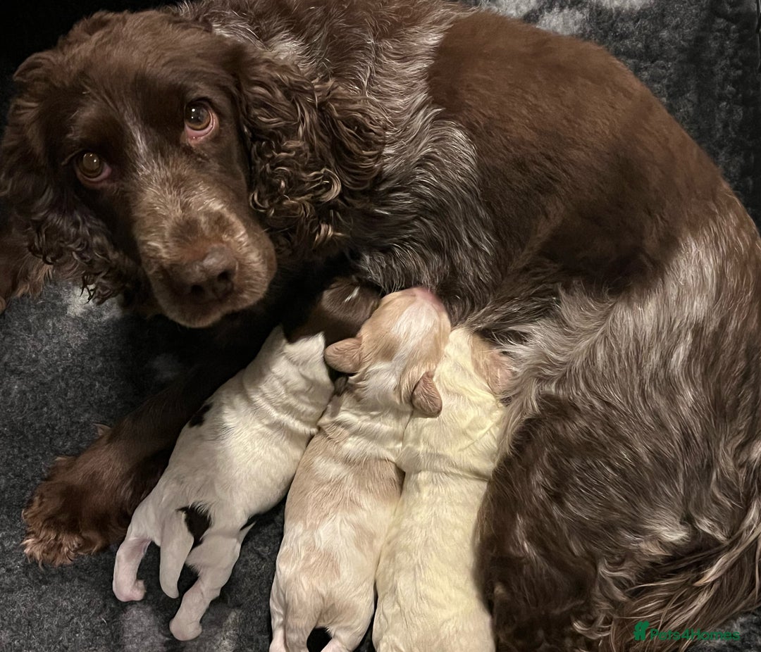Cocker Spaniel dogs for sale: 3 Stunning Working Cocker Spaniel Boys 🐶  - Advert 10
