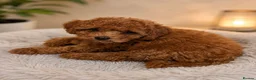 Cavapoo dogs for sale: Premium F1B Cavapoos (Puppy Culture/ENS) - Advert 8