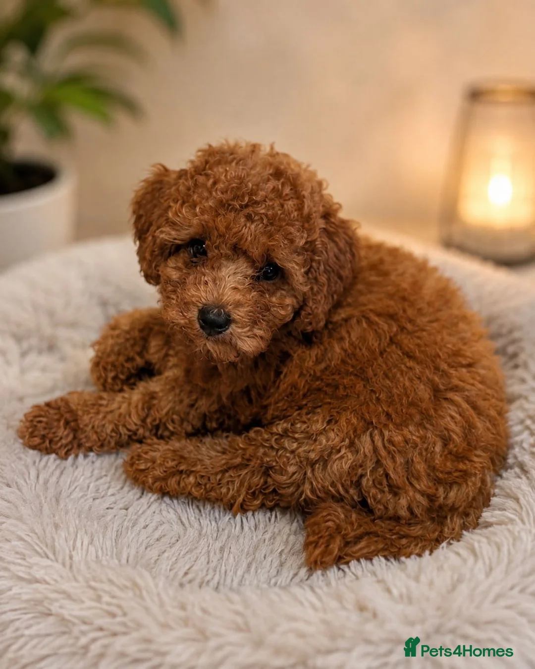 Cavapoo dogs for sale: Premium F1B Cavapoos (Puppy Culture/ENS) - Advert 1