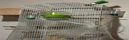 Budgerigars birds for sale: Male and female  in Halifax - Advert 2