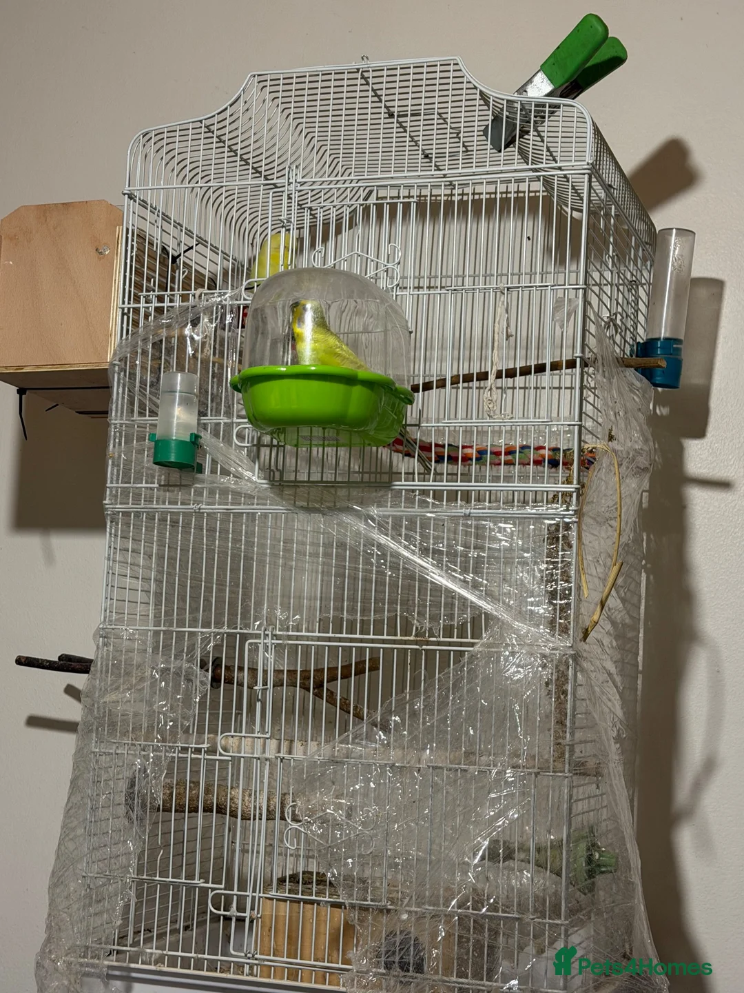 Budgerigars birds for sale: Male and female  in Halifax - Advert 2