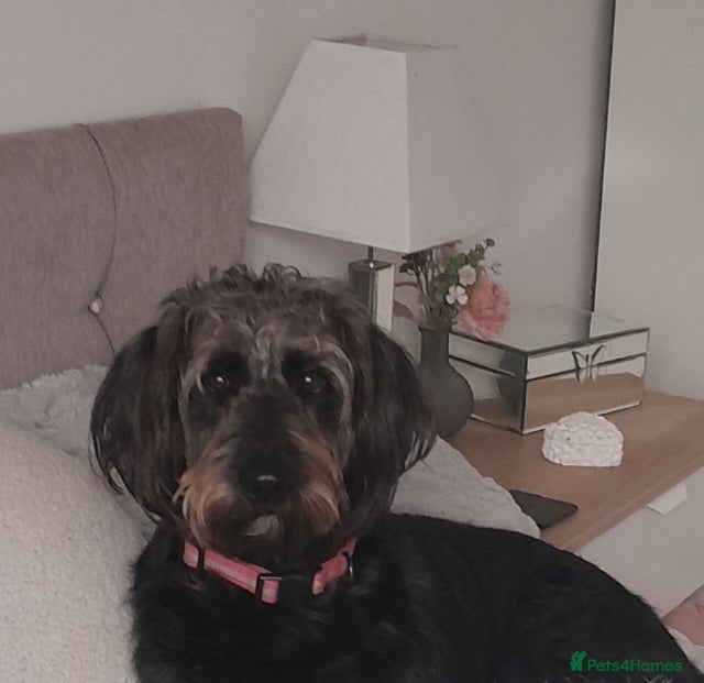 Goldendoodle dogs Gorgeous Goldendoodle puppies - Advert 1