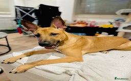 Mixed Breed dogs for sale: Belgian Shepherd (Malinois) for Sale - Image 11