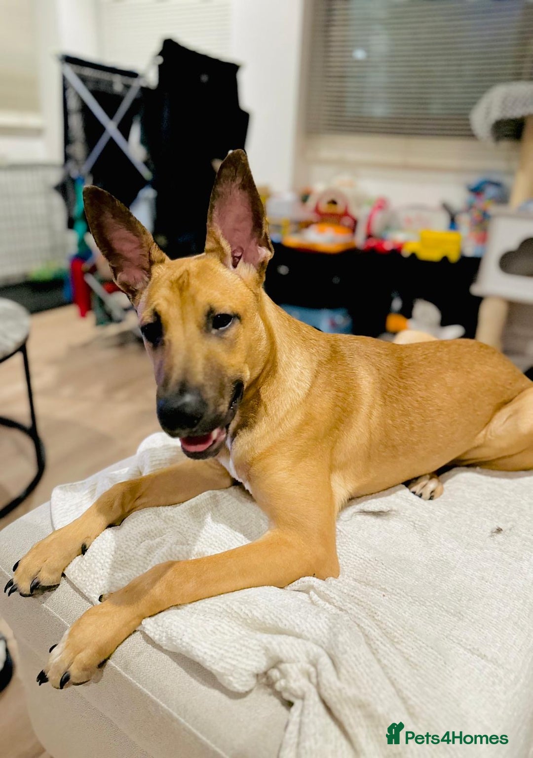 Mixed Breed dogs for sale: Belgian Shepherd (Malinois) for Sale - Image 11