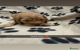Cockapoo dogs for sale: Stunning F1B Cockerpoos - Image 6