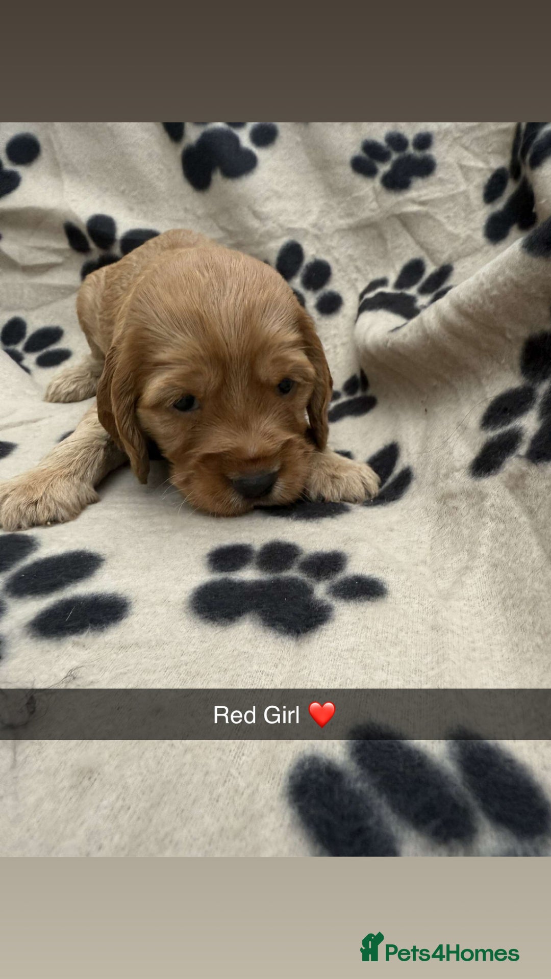 Cockapoo dogs for sale: Stunning F1B Cockerpoos - Image 6