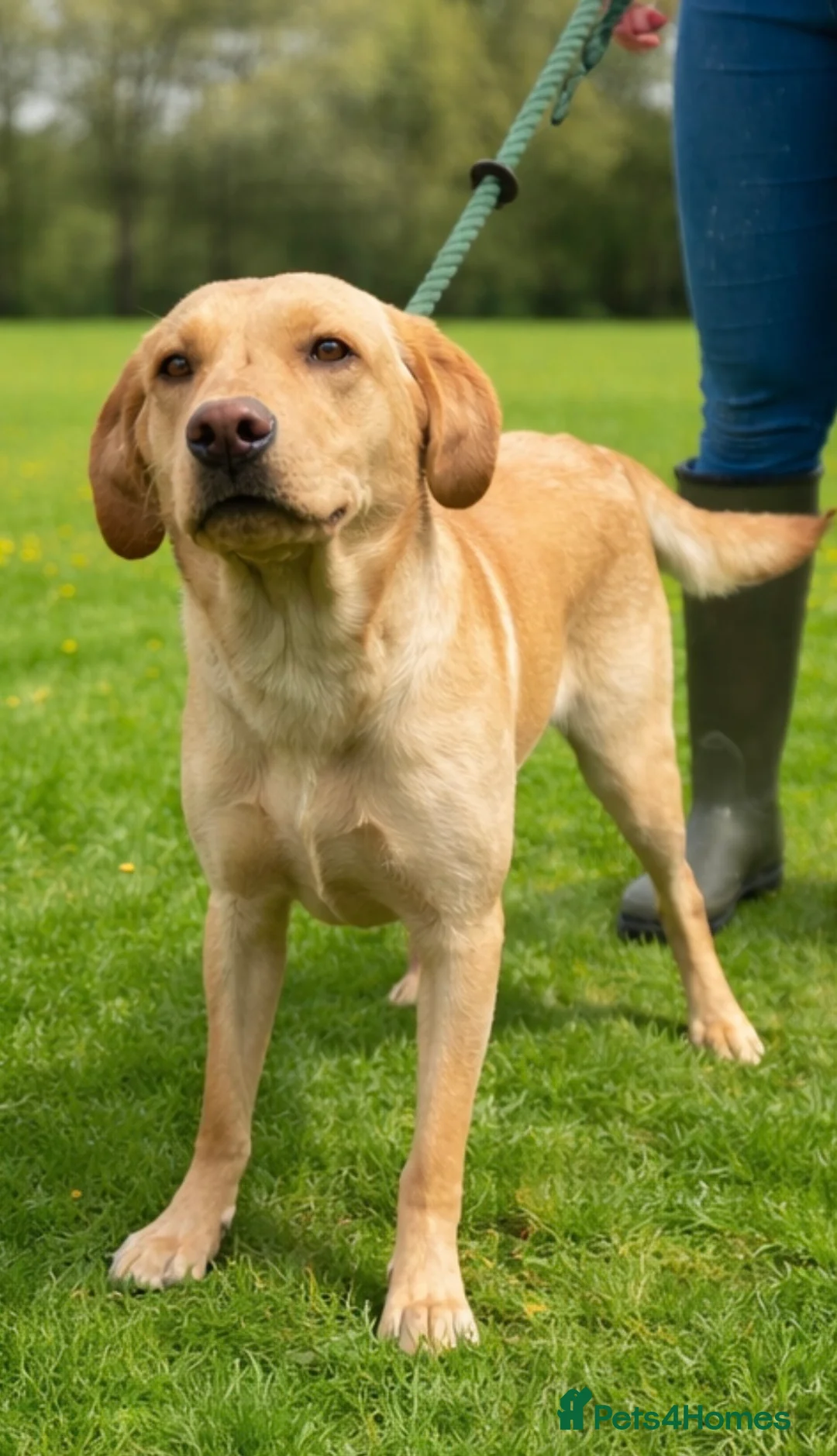 Labrador Retriever dogs for sale: Lovely Lottie 🩷 - Advert 3