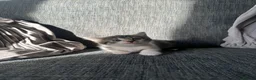 Mixed Breed cats for sale: 5 beautiful black tie/ ragdoll kittens for sale  - Advert 30