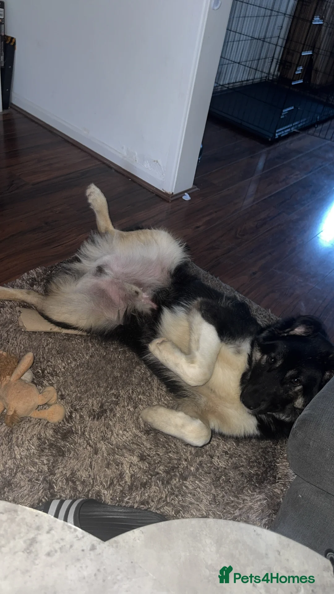 Mixed Breed dogs for sale: Beautiful Barney! - Advert 13