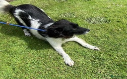Mixed Breed dogs for adoption: Meet Beauty – A Gentle Soul with a Big Heart - Image 4