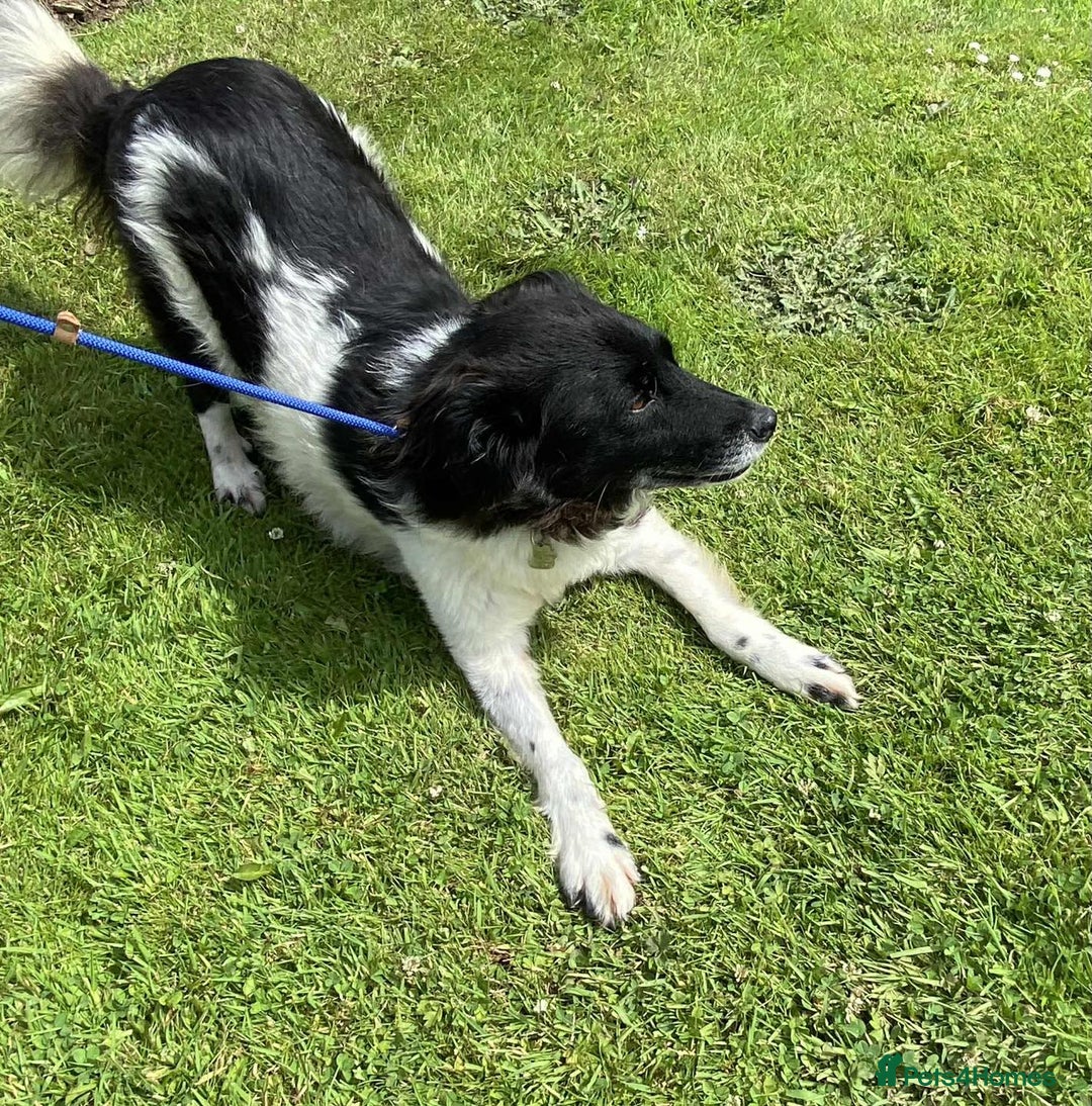 Mixed Breed dogs for adoption: Meet Beauty – A Gentle Soul with a Big Heart - Image 4