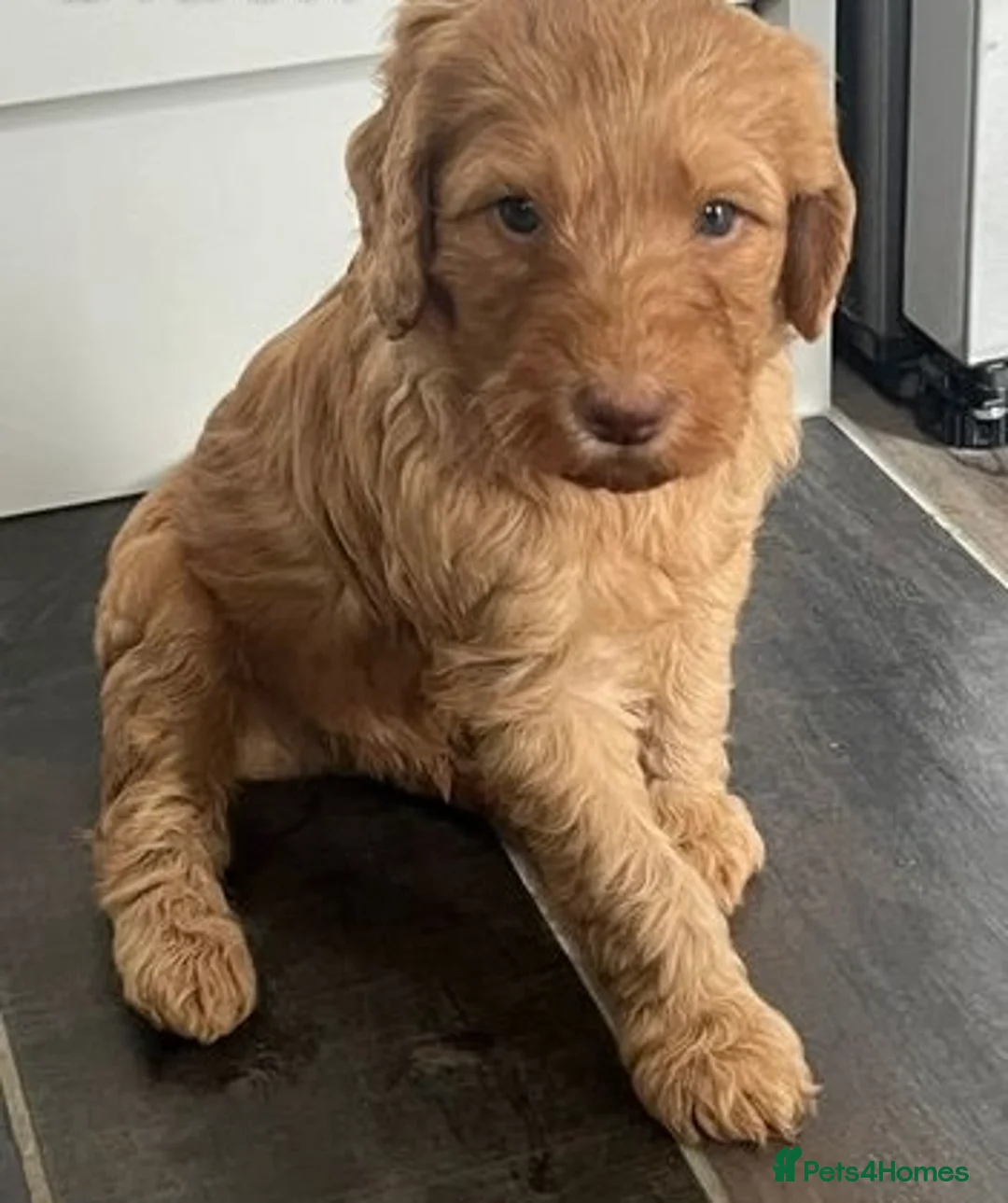 Labradoodle dogs for stud: Chocolate Standard Labradoodle Multigenerational  in Matlock - Advert 32