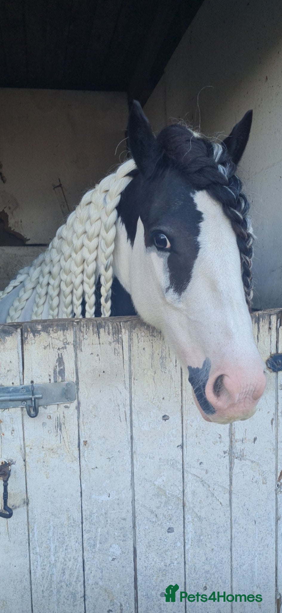 Other Breed horses 🌟 13.2hh 9-Year-Old Cob Mare 🌟 - Advert 2