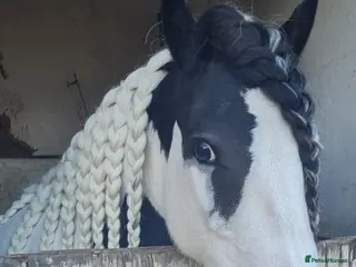 Other Breed horses 🌟 13.2hh 9-Year-Old Cob Mare 🌟 - Advert 2