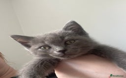 British Shorthair cats for sale: BTS x Ragdoll - Image 17