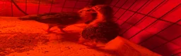 Chickens poultry for sale: Unsexed Swedish flower chicks - Advert 7