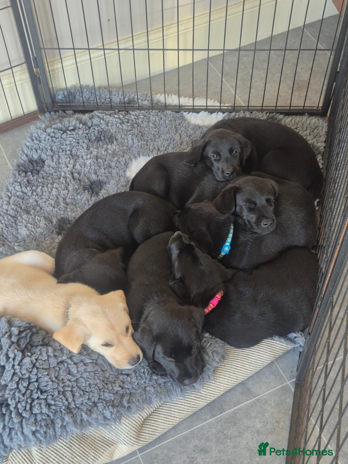 Labrador Retriever dogs Beautiful litter of labrador pups - Advert 2
